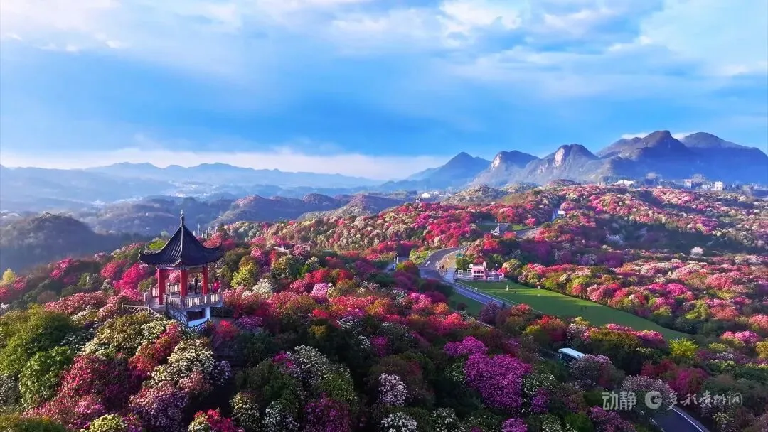 毕节百里杜鹃